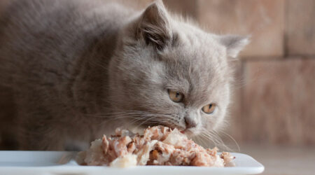 Top 5 cat foods that are recommended by vets